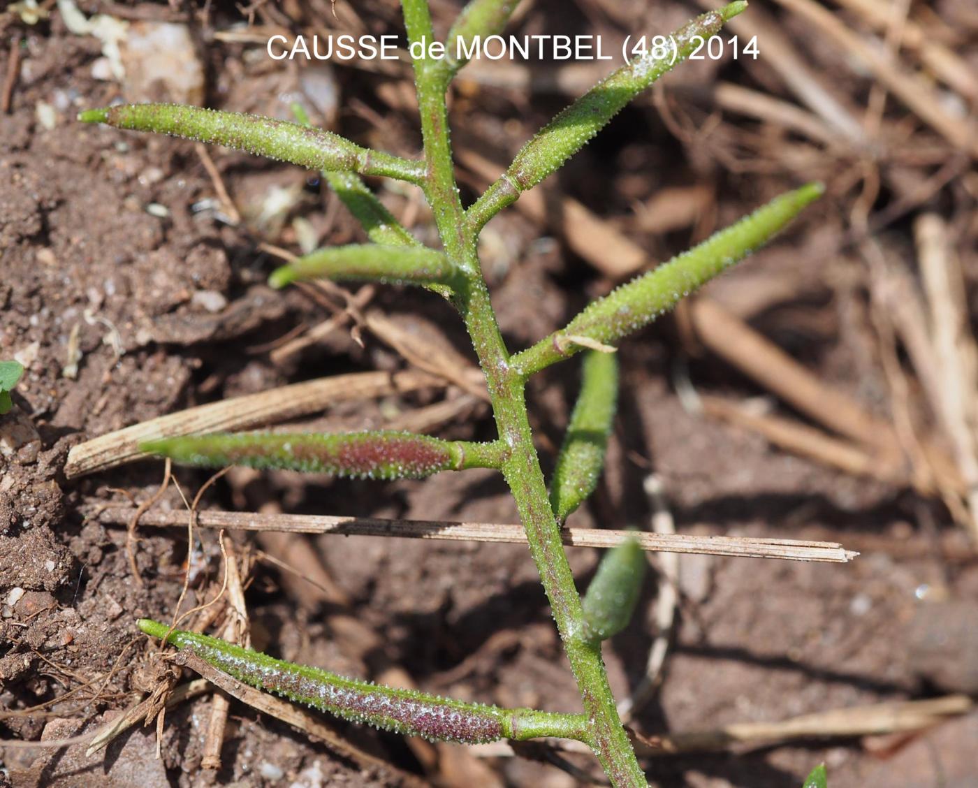 Cress, Rude fruit